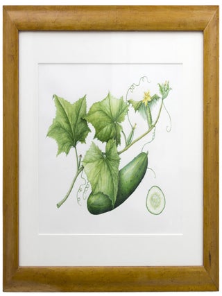 Cucumber.