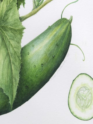 Cucumber.