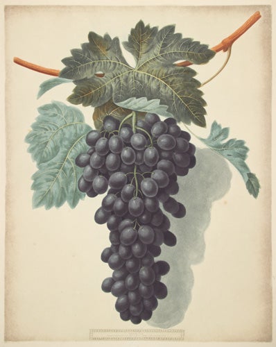 Item nr. 111342 Grapes. Pomona Britanica. George Brookshaw.