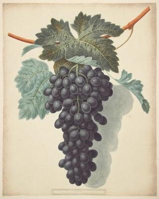 Grapes. Pomona Britanica.