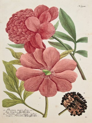 Item nr. 111387 Paeonia. Phytanthoza Iconographia. Johann Wilhelm Weinmann