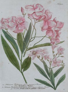 Nerium Indicum. Phytanthoza Iconographia.