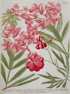 Item nr. 111397 Nerium Indicum. Phytanthoza Iconographia. Johann Wilhelm Weinmann