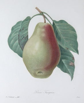 Item nr. 111412 Poire Tarquin (Pear). Le Choix des Plus Belles Fleurs. Pierre Joseph Redoute