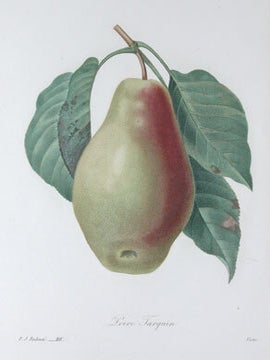 Poire Tarquin (Pear). Le Choix des Plus Belles Fleurs