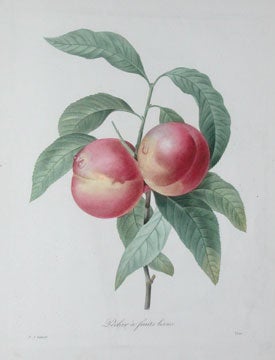 Item nr. 111413 Pecher a fruits lisses (Peach). Choix des Plus Belles Fleurs. Pierre Joseph Redoute.