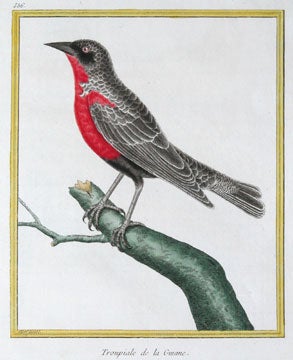 Item nr. 111419 Troupiale de la Guiane. Histoire Naturelle des Oiseaux. Georges Louis Buffon