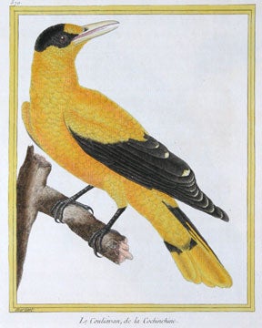 Item nr. 111420 Le Couliavan, de la Cochinchine. Histoire Naturelle des Oiseaux. Georges Louis Buffon.