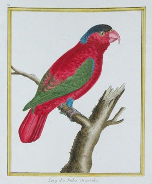 Item nr. 111421 Lory des Indes Orientales. Histoire Naturelle des Oiseaux. Alexandre Martinet