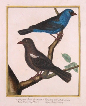 Item nr. 111424 Tangara bleu, du Bresil; Tangara noir, d'Amerique. Histoire Naturelle des Oiseaux. Georges Louis Buffon.