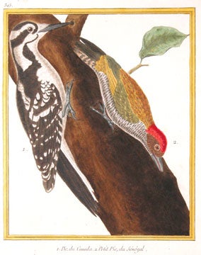 Tangara bleu, du Bresil; Tangara noir, d'Amerique. Histoire Naturelle des Oiseaux.