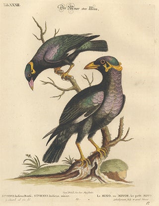 Item nr. 111434 Sturnus, Indicus, Bontii. Natural History and Gleanings with Mark Catesby's...