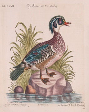 Item nr. 111439 Anas cristatus, elegans. Sammlung verschneider auslandischer und seltener Vogel. Johann Seligmann, George Edwards.