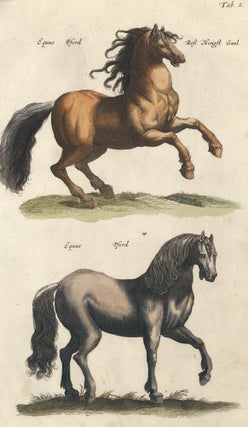 Item nr. 111441 Equus Pferd [Horse]. Historia Naturalis, De Quadrupedibus. Johann Jonston