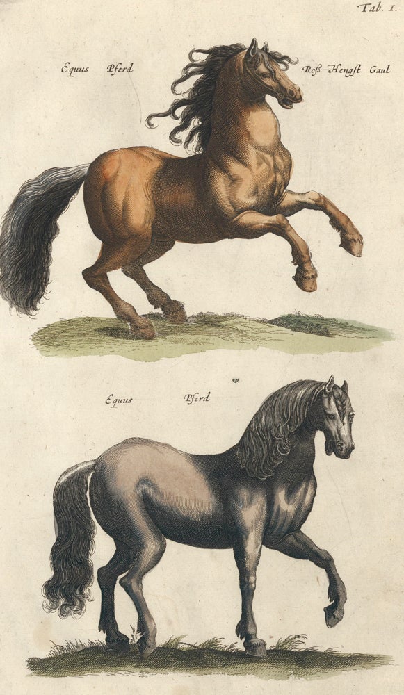 Item nr. 111441 Equus Pferd [Horse]. Historia Naturalis, De Quadrupedibus. Johann Jonston.