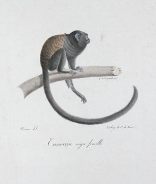 Item nr. 111476 Histoire Naturelle des Manmiffreres. Frederic Cuvier