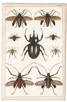 Item nr. 111495 Beetles. Locupletissimi rerum naturalium thesauri accurata descriptio, et...