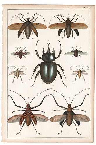Item nr. 111495 Beetles. Locupletissimi rerum naturalium thesauri accurata descriptio, et iconibus artificiossimis expressio, per universam physices historiam. Albertus Seba.