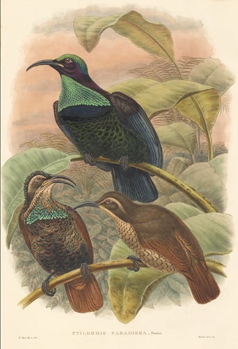 Item nr. 111506 Ptilorhis Paradisea. A Monograph of ther Paradiseidae or Bower-Birds. Richard Bowdler Sharpe.