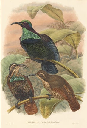 Ptilorhis Paradisea. A Monograph of ther Paradiseidae or Bower-Birds.