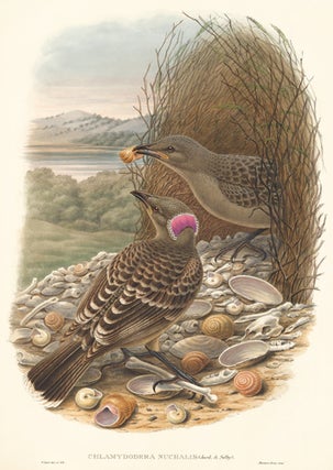 Item nr. 111508 Chlamydodera Nuchalis. A Monograph of ther Paradiseidae or Bower-Birds. Richard...