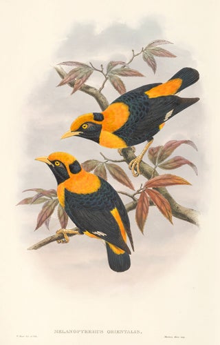Item nr. 111515 Melanophyrrus Orientalis. The Birds of New Guinea and the Adjacent Papuan Islands. John Gould, Richard Bowder Sharpe, RIchard Bowdler Sharpe.