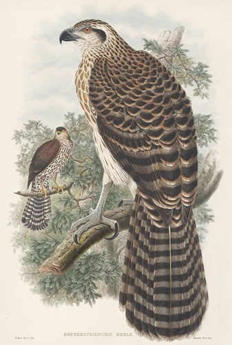 Item nr. 111516 Erythrotriorchis Doriae. The Birds of New Guinea and the Adjacent Papuan Islands. John Gould, Richard Bowder Sharpe.