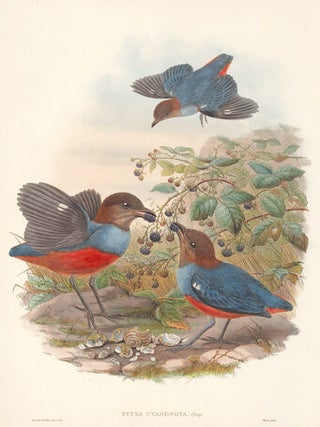 Item nr. 111517 Pitta Cyanonota. The Birds of New Guinea and the Adjacent Papuan Islands. John...
