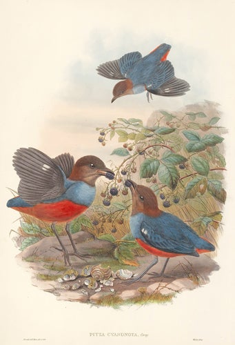 Item nr. 111517 Pitta Cyanonota. The Birds of New Guinea and the Adjacent Papuan Islands. John Gould, Richard Bowder Sharpe.
