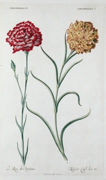 Item nr. 111543 Pl. 6. Caryophyllus II. Caryophyllus I. Hortus Nitidissimus. Christopher Jakob Trew