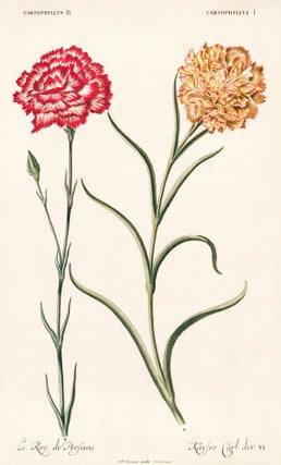 Pl. 6. Caryophyllus II. Caryophyllus I. Hortus Nitidissimus.