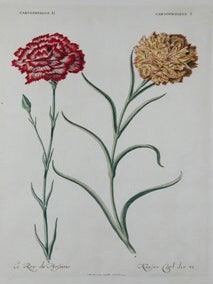 Pl. 6. Caryophyllus II. Caryophyllus I. Hortus Nitidissimus.