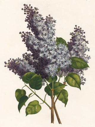 Item nr. 111545 Lilas. Jean Louis Prevost, after