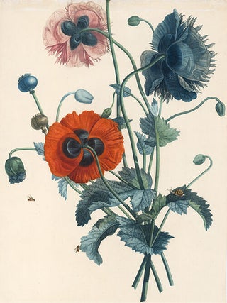 Poppies. Collection des Fleurs et des Fruits, peints d'apres nature.