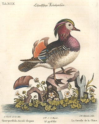 La Cerelle de la Chine. Sammlung verschneider auslandischer und seltener Vogel.