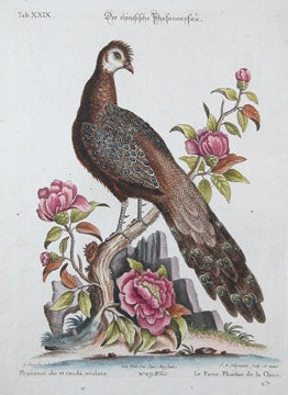 Item nr. 111643 Sammlung verschneider auslandischer und seltener Vogel. Johann Michael Seligmann