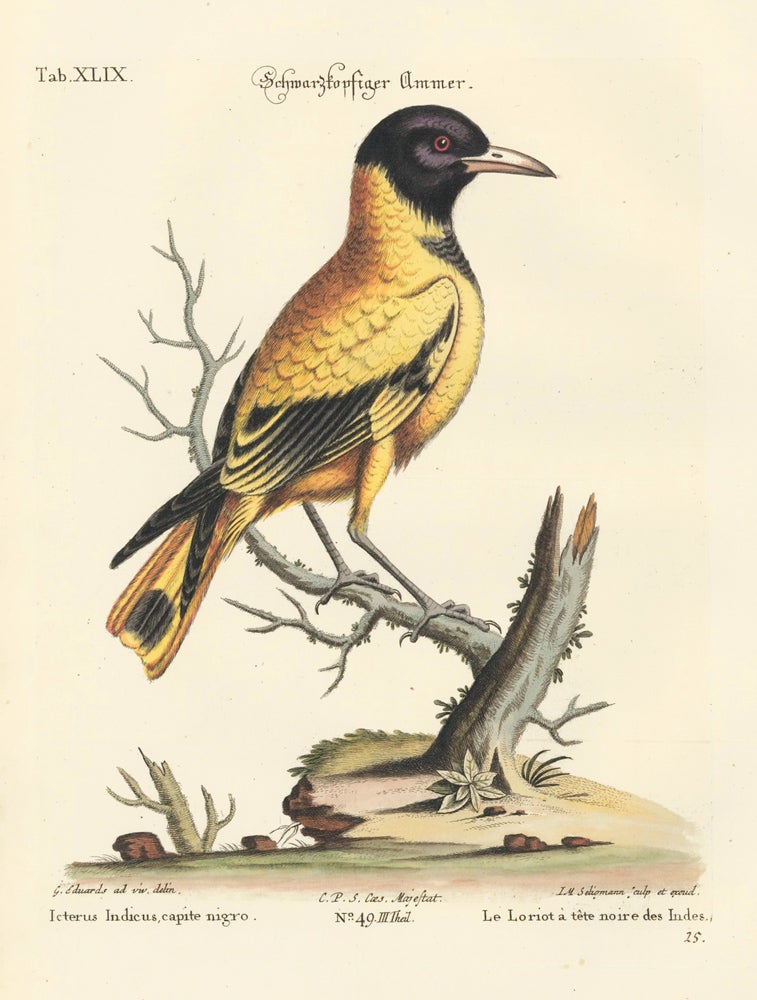 Item nr. 111644 La Loriot a tete noire des Indes. Sammlung verschneider auslandischer und seltener Vogel. Johann Michael Seligmann.