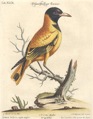 La Loriot a tete noire des Indes. Sammlung verschneider auslandischer und seltener Vogel.