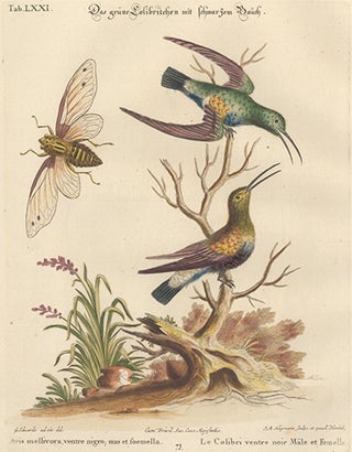 Item nr. 111645 Le Colibri ventre noire. Sammlung verschneider auslandischer und seltener Vogel....