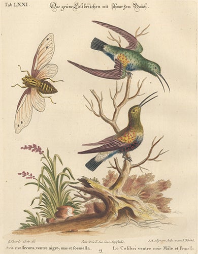 Item nr. 111645 Le Colibri ventre noire. Sammlung verschneider auslandischer und seltener Vogel. Johann Michael Seligmann.