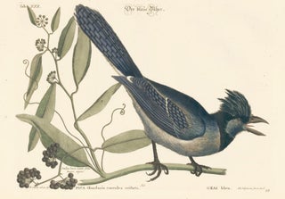 Item nr. 111646 Sammlung verschneider auslandischer und seltener Vogel. Johann Michael Seligmann