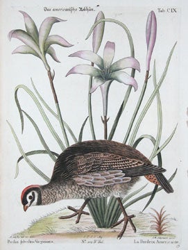 Item nr. 111647 Sammlung verschneider auslandischer und seltener Vogel. Johann Michael Seligmann