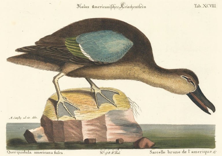 Item nr. 111649 Sarcelle brune de L'amerique. Sammlung verschneider auslandischer und seltener Vogel. Johann Michael Seligmann.
