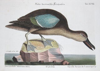Sarcelle brune de L'amerique. Sammlung verschneider auslandischer und seltener Vogel.