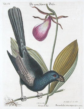 Item nr. 111653 Monedula tota nigra. Sammlung verschneider auslandischer und seltener Vogel. Johann Michael Seligmann.