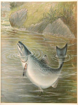 Item nr. 111712 California Salmon. Game Fishes of the United States. S. A Kilbourne