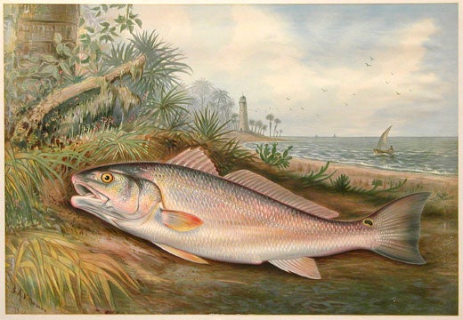 Item nr. 111713 Red Fish. Game Fishes of the United States. S. A. Kilbourne.