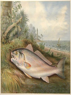 Red Fish. Game Fishes of the United States