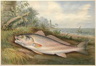 Red Fish. Game Fishes of the United States