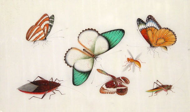 Item nr. 111992 Butterflies & Insects. Tinqua, active.